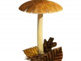 Illustration of Inocybe posterula (#3543)