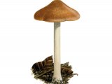 Illustration of Inocybe praetervisa (#3568)