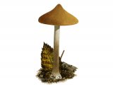 Illustration of Inocybe xanthomelas (#3567)