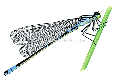 Illustration of Irish Damselfly (Coenagrion lunulatum) (#2630)