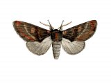 Illustration of Iron Prominent (Notodonta dromedarius) (#2478)
