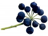 Illustration of Ivy Berries ((Hedera helix) (#2785)