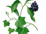 Illustration of Ivy (Hedera helix) (#3687)