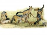 Illustration of Jackal (Black-backed) Canis mesomelas (#1325)