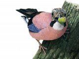 Illustration of Jay (Garrulus glandarius) (#0975)
