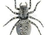 Illustration of Jumping Spider (Aelurillus v-insignitus) (#4711)