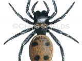 Illustration of Jumping Spider female (Evarcha falcata) (#2923)