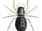 Illustration of Jumping Spider (Heliophanus flavipes) (#2925)