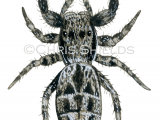 Illustration of Jumping Spider (Marpissa muscosa) (#4271)