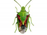 Illustration of Juniper Shield Bug (Cyphostethus tristriatus) (#1702)