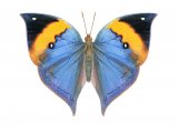 Illustration of Kallima paralekta (Leaf Butterfly) (#2175)