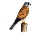 Illustration of Kestrel male (Falco tinnunculus) (#0820)