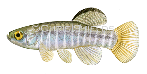 Illustration of Killifish (Aphanius fasciatus) (#4589)