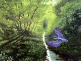 Illustration of Kingfisher (Alcedo atthis) (#0148)