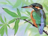Illustration of Kingfisher (Alcedo atthis) (#2148)