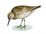 Illustration of Knot (Calidris canutus) (#3346)