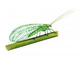 Illustration of Lacewing (Chrysopa 7-punctata (#0889)