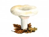 Illustration of Lactarius bertillanii (#1929)