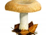 Illustration of Lactarius citriolens (#1911)