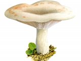 Illustration of Lactarius controversus (#1921)