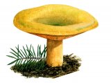 Illustration of Lactarius deterrimus (False Saffron Milkcap) (#1922)