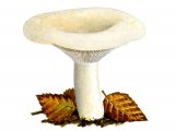 Illustration of Lactarius resimus (Rollrim Milkcap) (#1905)