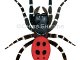 Illustration of Ladybird Spider male (Eresus sandaliatus) (#4237)