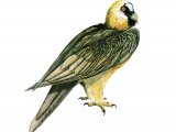 Illustration of Lammergeyer or Bearded Vulture (Gypaetus barbatus) (#3699)