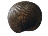 Illustration of Lamp Shell Fossil (Productus) (#0115)