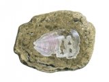 Illustration of Lampshell Fossil (Lingula) (#0691)