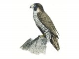 Illustration of Lanner Falcon (Falco biarmicus) (#0542)