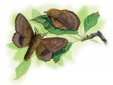 Illustration of Lappet Moth (Gastropacha quercifolio) (#2496)