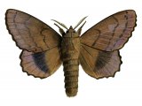 Illustration of Lappet Moth (Gastropacha quercifolio) (#2499)