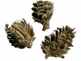 Illustration of Larch Cones opened by mouse (#2248)