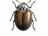 Illustration of Larch Ladybird (Aphidecta obliterata) (#0899)