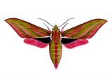 Illustration of Large Elephant Hawkmoth (Deilephila elpenor) (#1348)