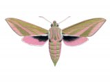 Illustration of Large Elephant Hawkmoth (Deilephila elpenor) (#2460)