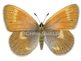 Illustration of Large Heath female (Coenonympha tullia scotica) (#0306)