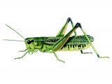 Illustration of Large Marsh Grasshopper (Stethophyma grossum) (#2022)