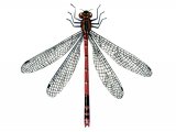 Illustration of Damselfly (Large Red) Pyrrhosoma nymphula (#2790)