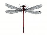 Illustration of Damselfly (Large Red) Pyrrhosoma nymphula (#1290)