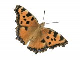 Illustration of Large Tortoiseshell (Nymphalis polychloros) (#4141)