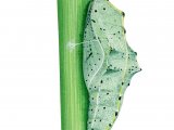 Illustration of Large White Butterfly Pupae (Pieris brassicae) (#3169)