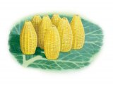 Illustration of Large White Butterfly Eggs (Pieris brassicae) (#3168)