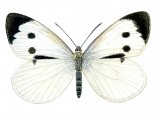 Illustration of Large White (Pieris brassicae) (#0308)