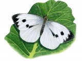 Illustration of Large White (Pieris brassicae) (#2867)