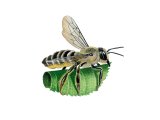 Illustration of Leaf-cutter Bee (Megachile ligniseca) (#3828)