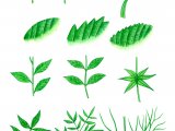 Illustration of Leaf shapes and forms (#0675)