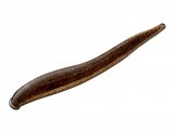 Illustration of Leech (Erobdella testacea) (#2282)