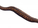 Illustration of Medical Leech (Hirudo medicinalis) (#2114)